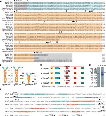 Identification and characterization of IgNAR and VNAR repertoire from the ocellate spot skate (Okamejei kenojei)